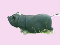 Adult Pot-bellied Pig Cassie